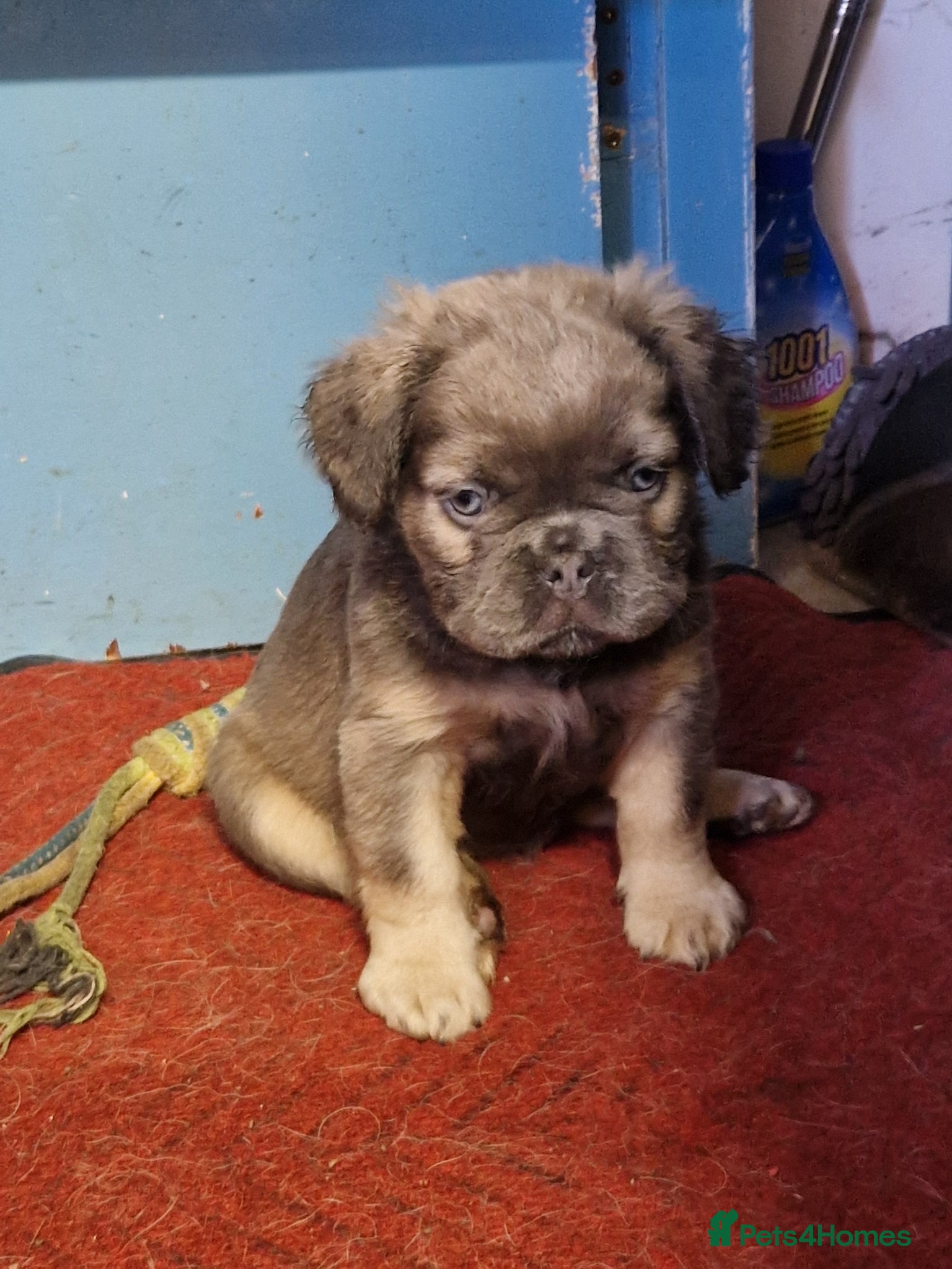 French Bulldog dogs Fluffy french bulldogs  - Advert 19