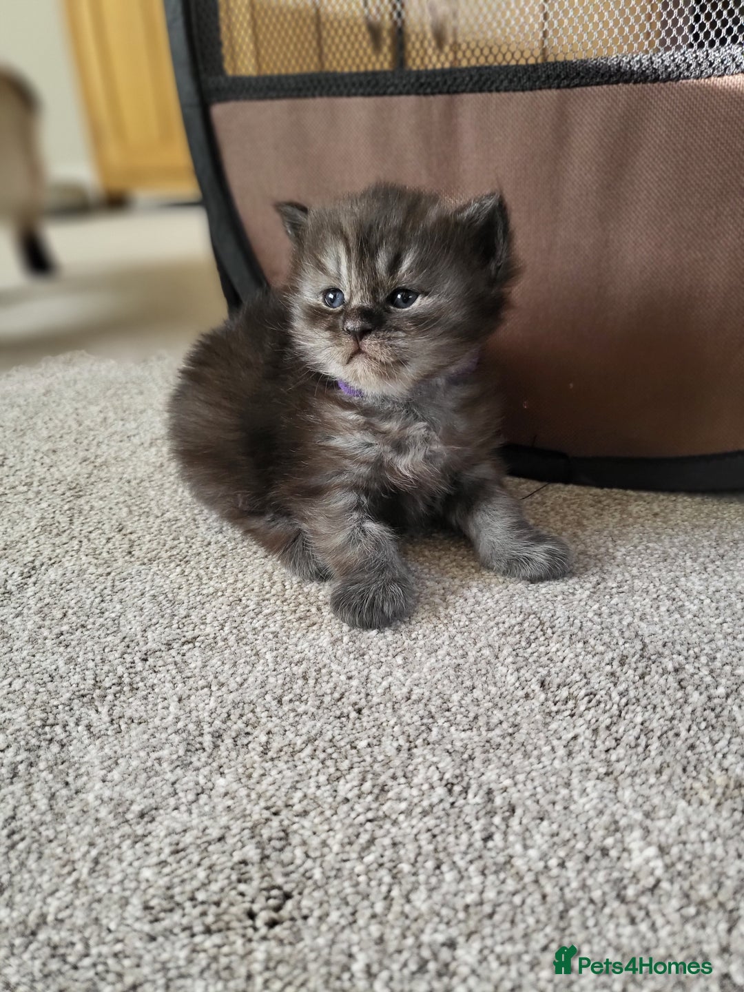 Ragcoon cats for sale: Beautiful girl Ragcoon  - Advert 1