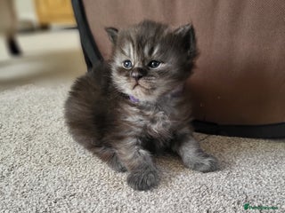 Ragcoon cats Beautiful girl Ragcoon - Advert 5