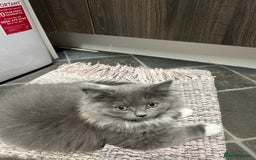 Mixed Breed cats for sale: Chinchilla  - Image 1