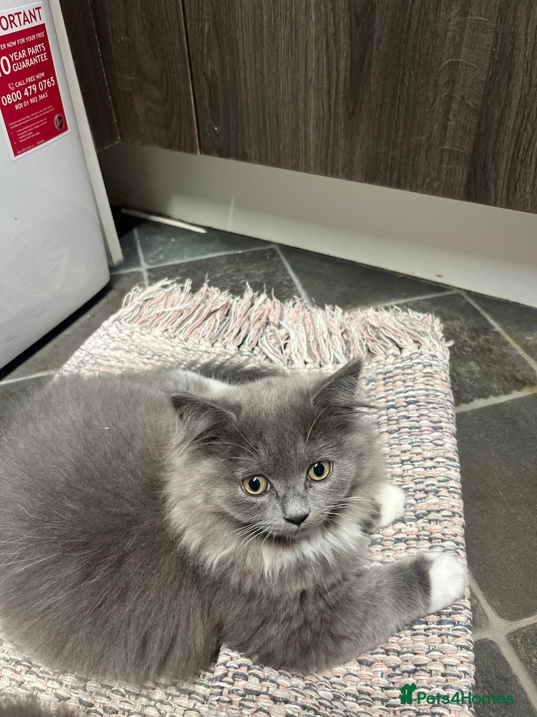 Mixed Breed cats for sale: Chinchilla  - Image 1