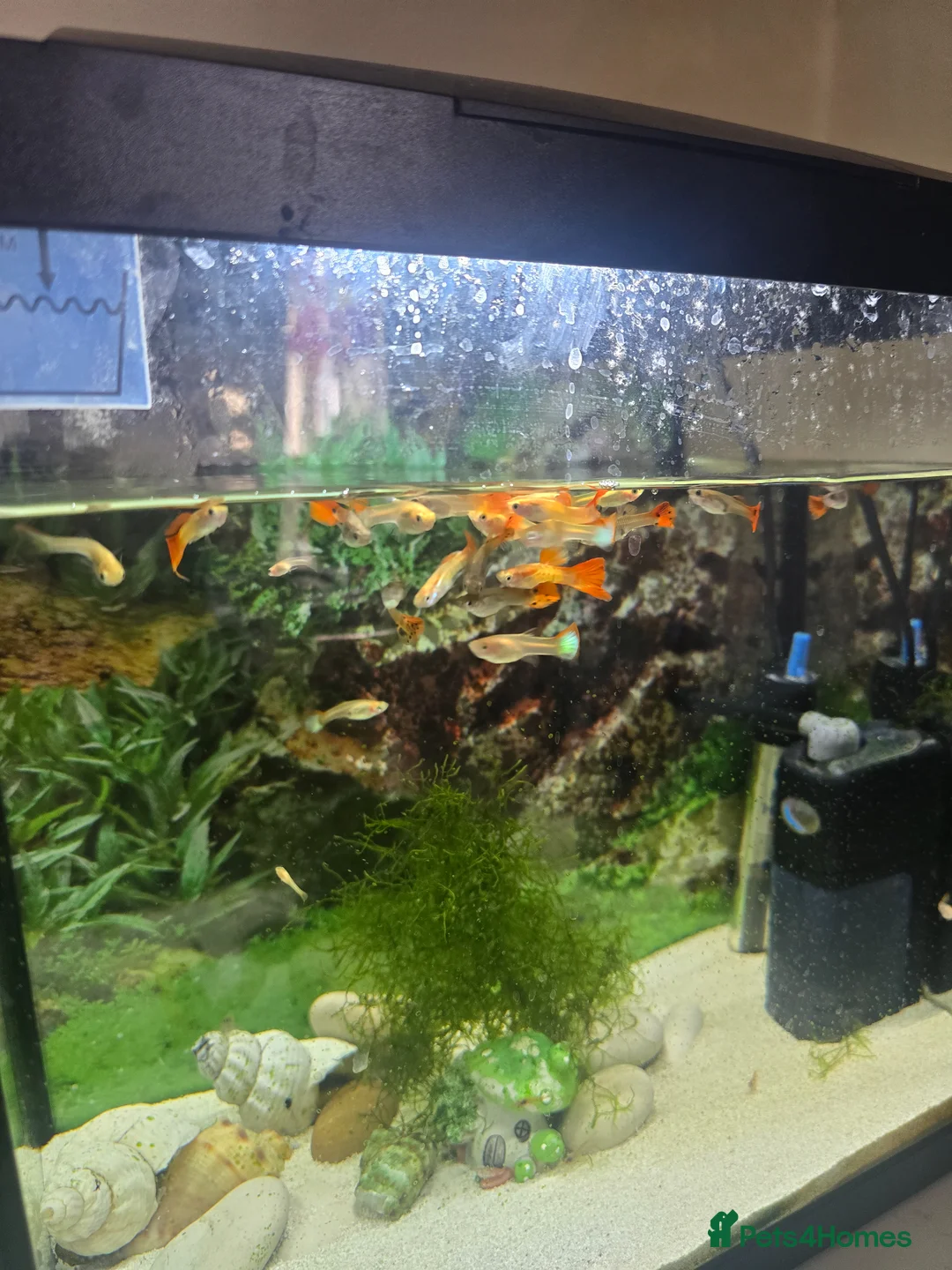 Other/Mixed Breed fish for sale: Mixed Guppies for sale in London - Advert 1