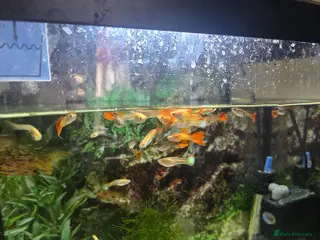 Other/Mixed Breed fish Mixed Guppies for sale - Advert 2