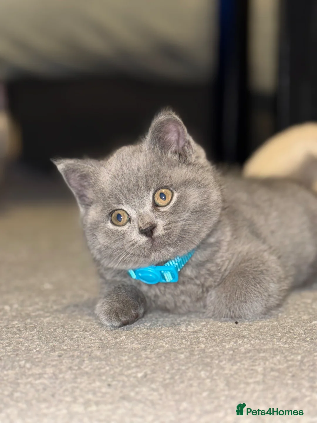 British Shorthair cats for sale: 1 boy left! He’s going to be a big boy!  - Advert 1