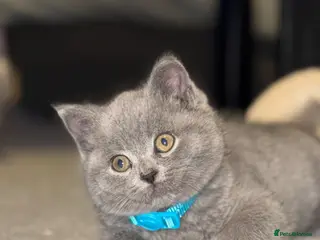 British Shorthair cats 1 boy left! He’s going to be a big boy! - Advert 2