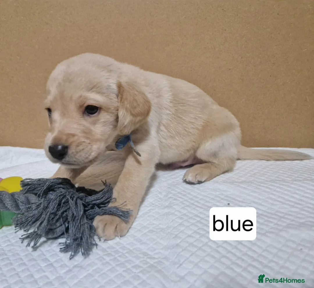 Mixed Breed dogs for sale: Beagle Doodles - Advert 9