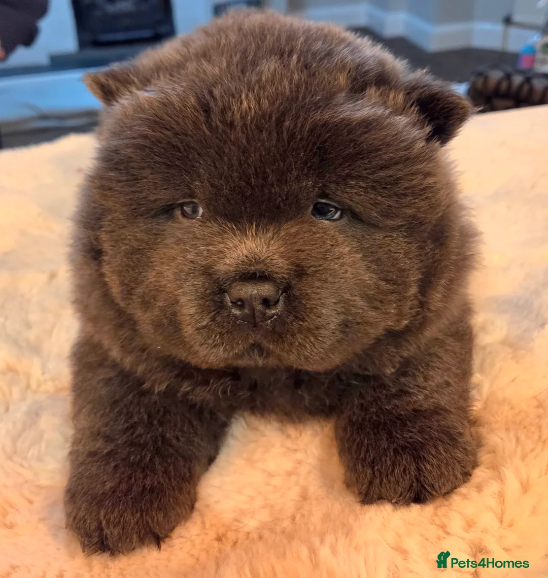 Chow Chow dogs for sale: Chow chow puppies  - Advert 13