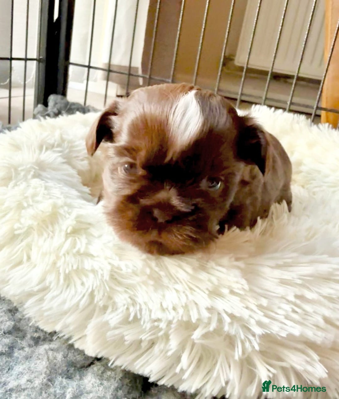 Shih Tzu dogs for sale: Exceptional Shih Tzu Pups Raised in a Family Home - Advert 3