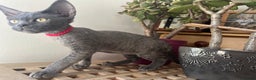 Devon Rex cats for sale: Devon Rex kittens  - Advert 6