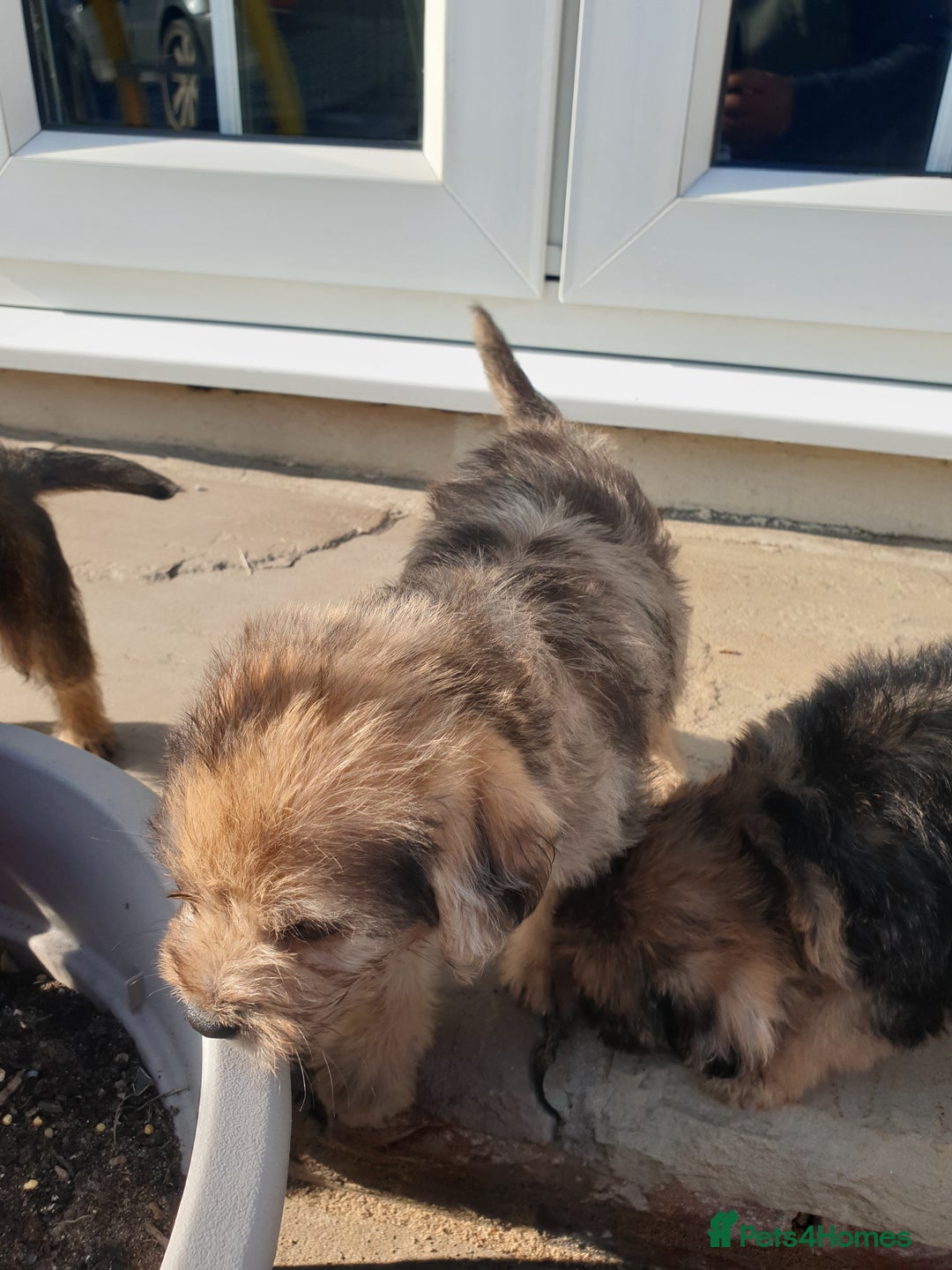 Mixed Breed dogs for sale: Border Terrier x miniature Poodle  - Image 34