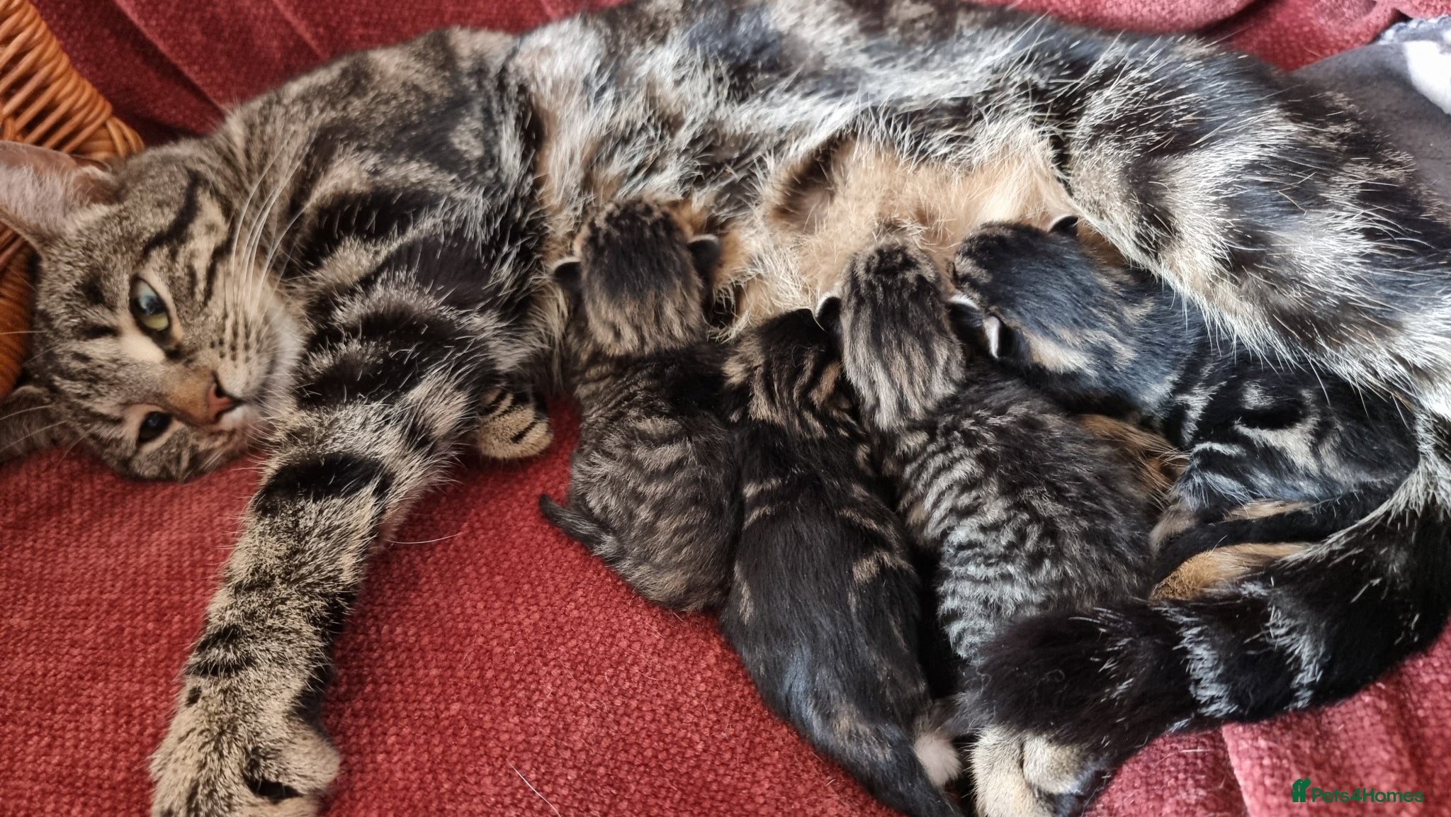 Mixed Breed cats for sale: BONDED PAIR bro/sis kittens - Advert 7