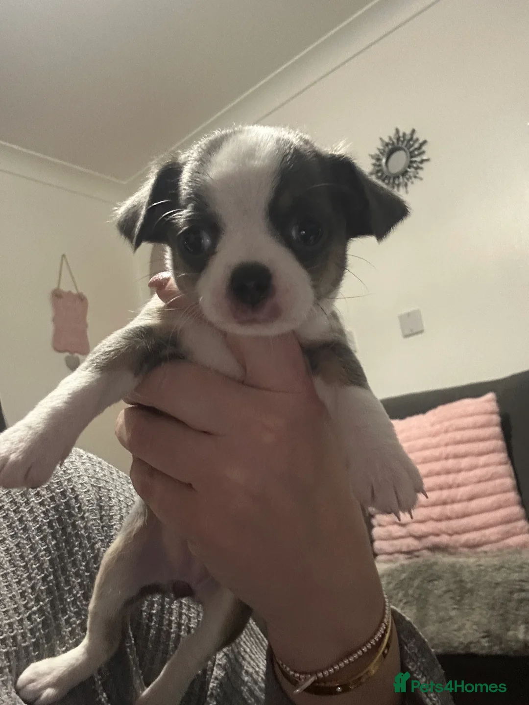 Chihuahua dogs for sale: Full pedigree Chihuahua puppies - Advert 2
