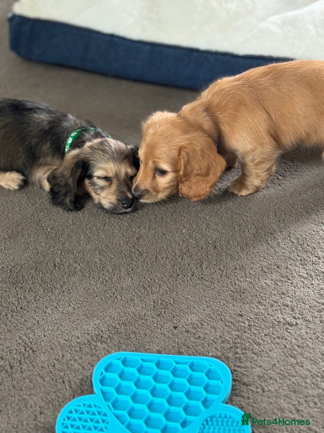 Miniature Dachshund dogs for sale: REDUCED!! Only one long hair miniature girl left!  in Sudbury - Image 36