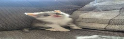 British Longhair cats for sale: Beautiful British long haired kittens - Advert 27