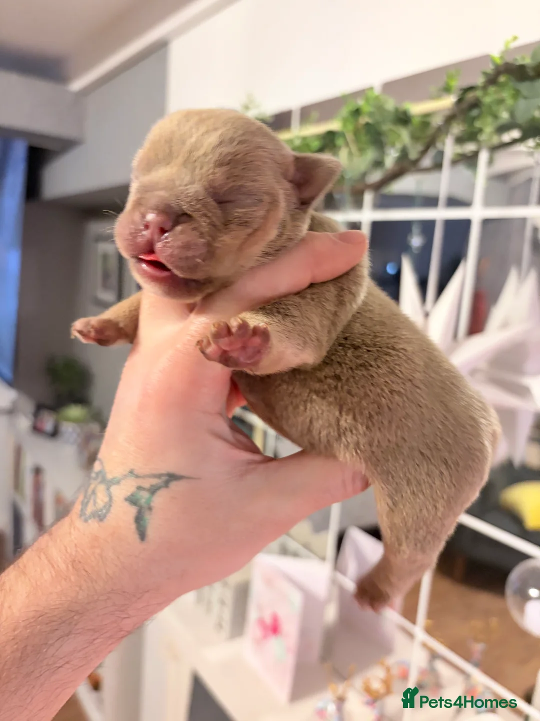 English Bulldog dogs for sale: KC English Bulldog Puppies Exceptional Quality  - Advert 18