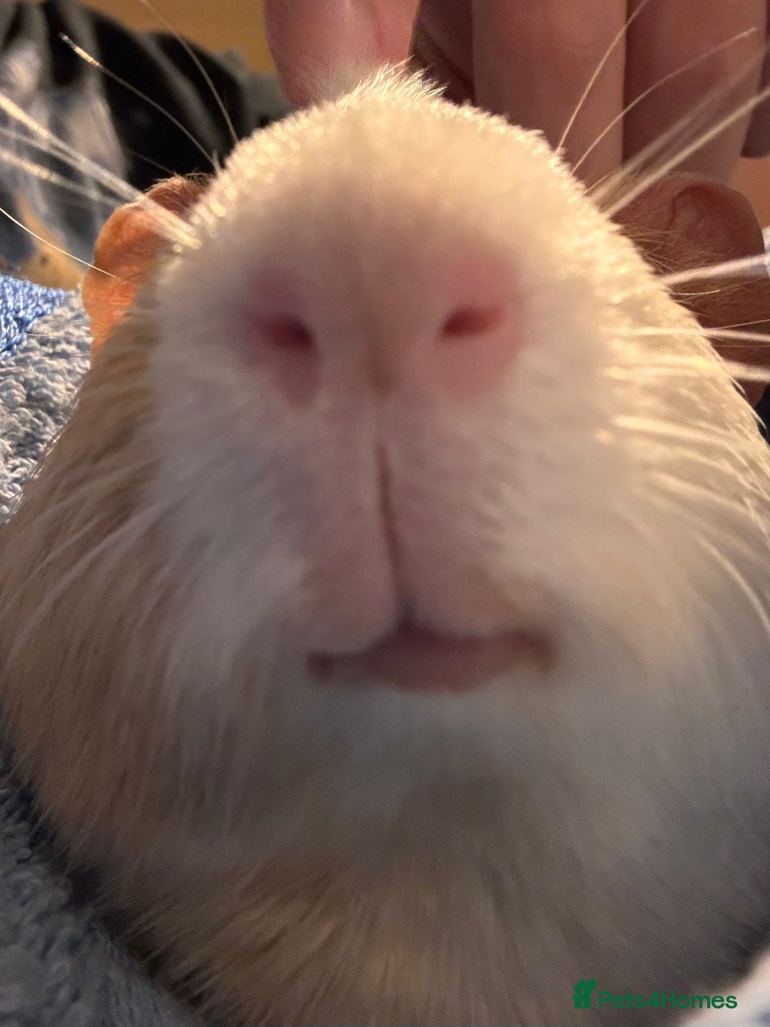 Guinea Pig rodents for sale: A Loving Home Needed for Our Guinea Pig - Image 2