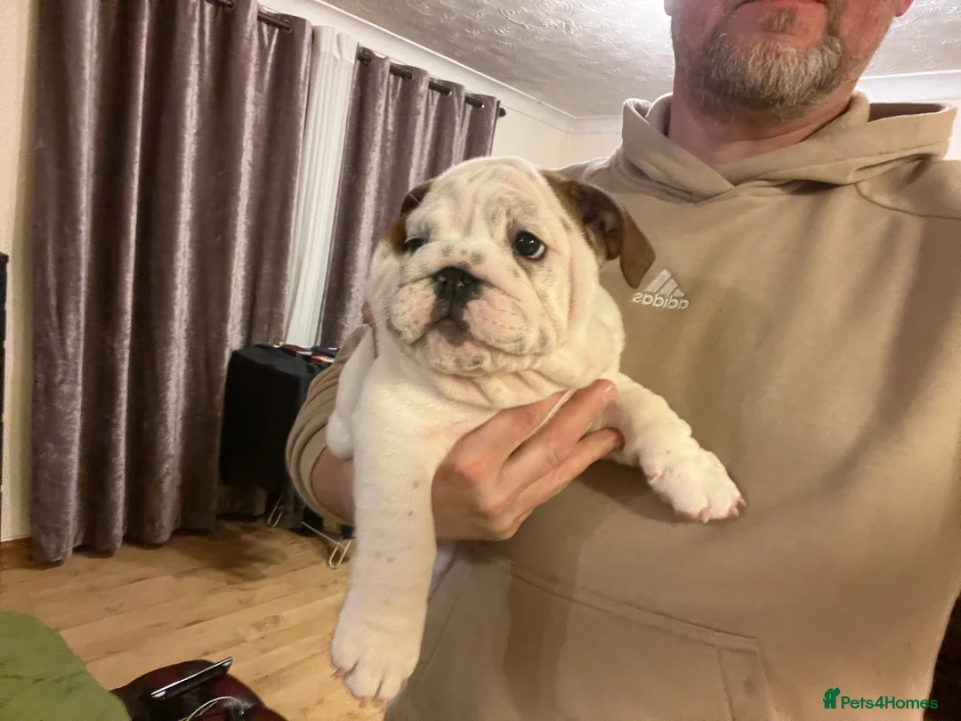 English Bulldog dogs for sale: English bulldogs - Advert 25