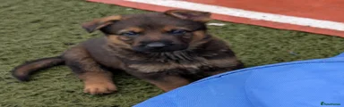 German Shepherd 9