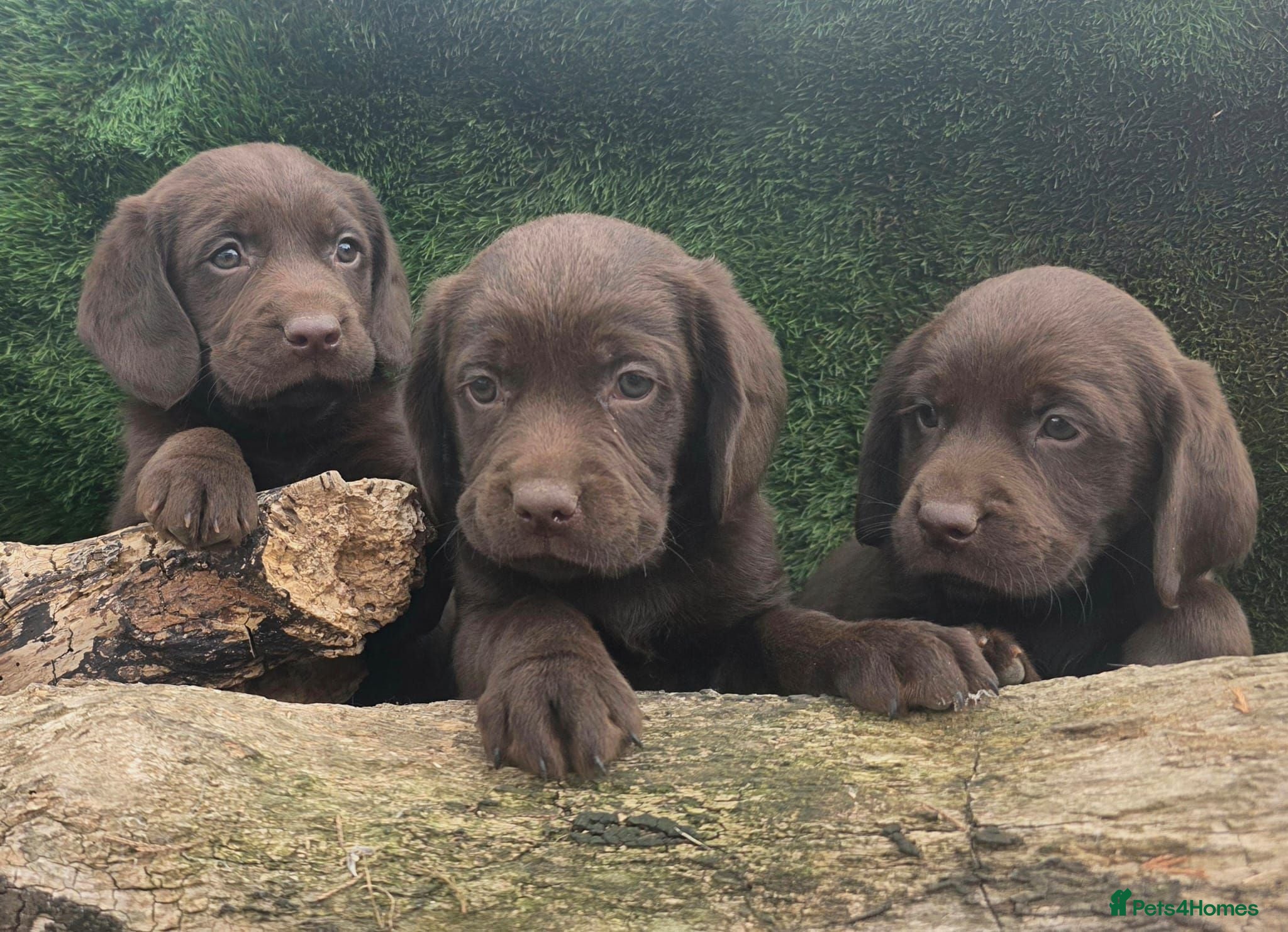 Cockerdor dogs Ready now chocolate cockerdors dna clear - Advert 1