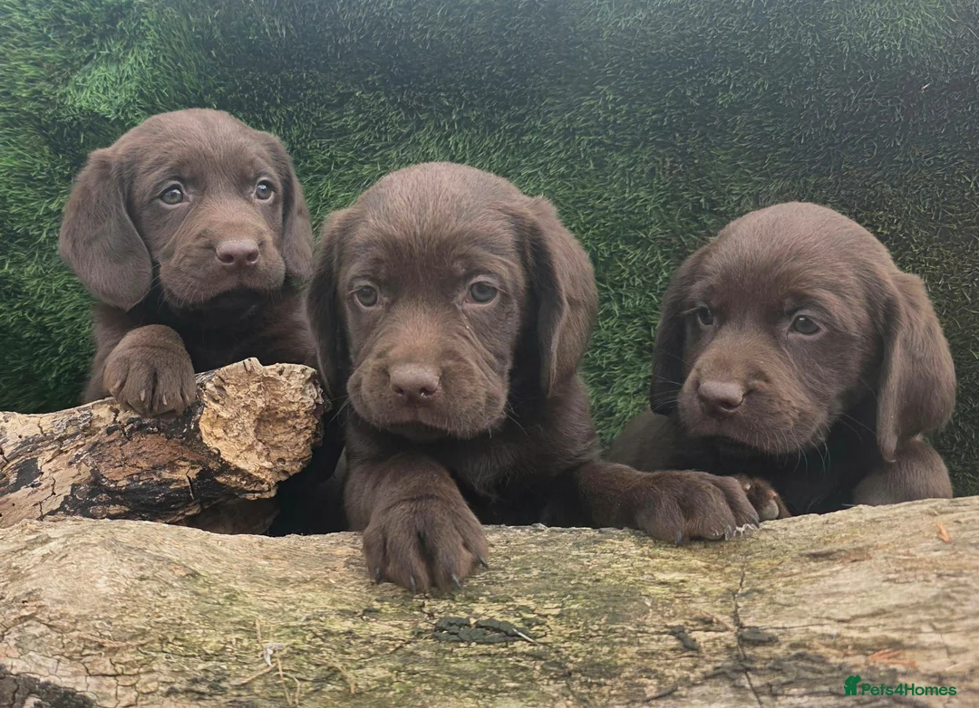 Cockerdor dogs for sale: Ready now chocolate cockerdors dna clear in Skegness - Advert 1