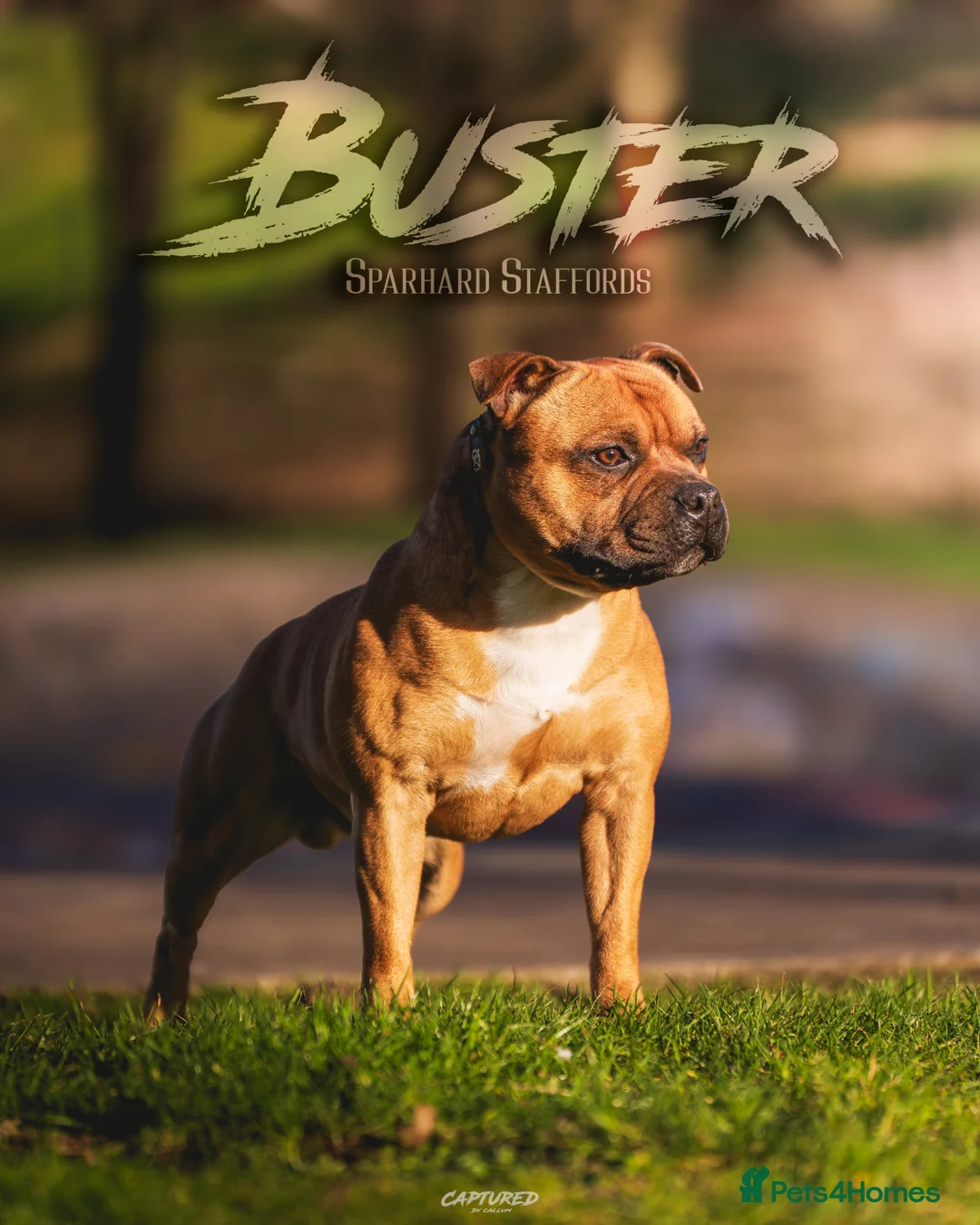 Staffordshire Bull Terrier dogs for stud: 🥨 Crufts Qualified Red SBT Stud 🥨 - Advert 5