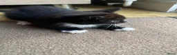 Mixed Breed cats for sale: 1 Beautiful Female Kitten Left  - Advert 15