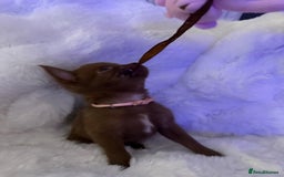 Pomchi dogs for sale: Fluffy Tiny Pomchi Puppies.🥰😍🤗 - Image 27