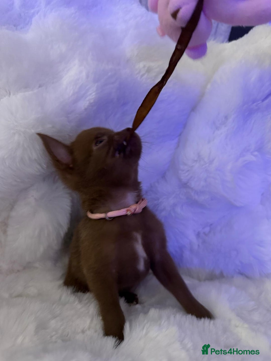 Pomchi dogs for sale: Fluffy Tiny Pomchi Puppies.🥰😍🤗 - Image 27