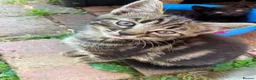 Mixed Breed cats for sale: Kittens in Scunthorpe - Advert 4