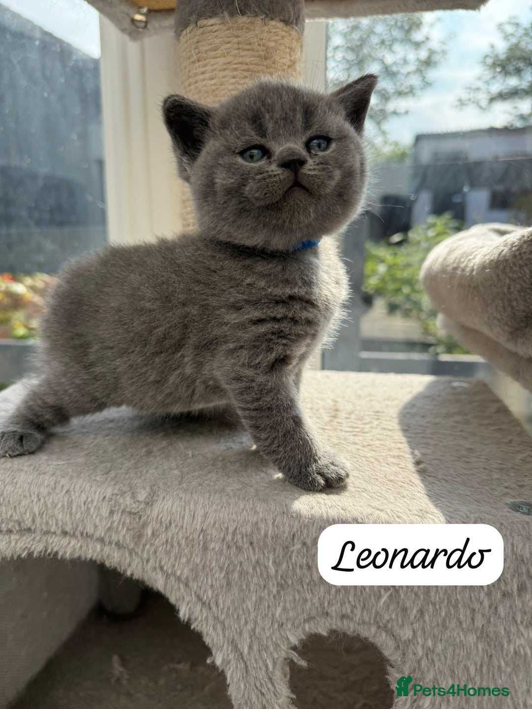 British Shorthair cats for sale: Beautiful Blue British shorthair kittens for sale - Image 2