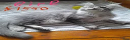 Maine Coon cats for sale: Polydactyl Black Silver girl/boy mainecoon TICA  - Advert 4