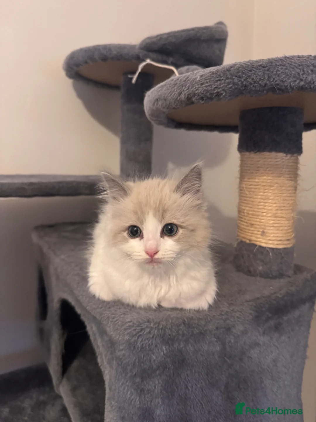 Ragdoll cats for sale: Blue bio colour boy  - Advert 5