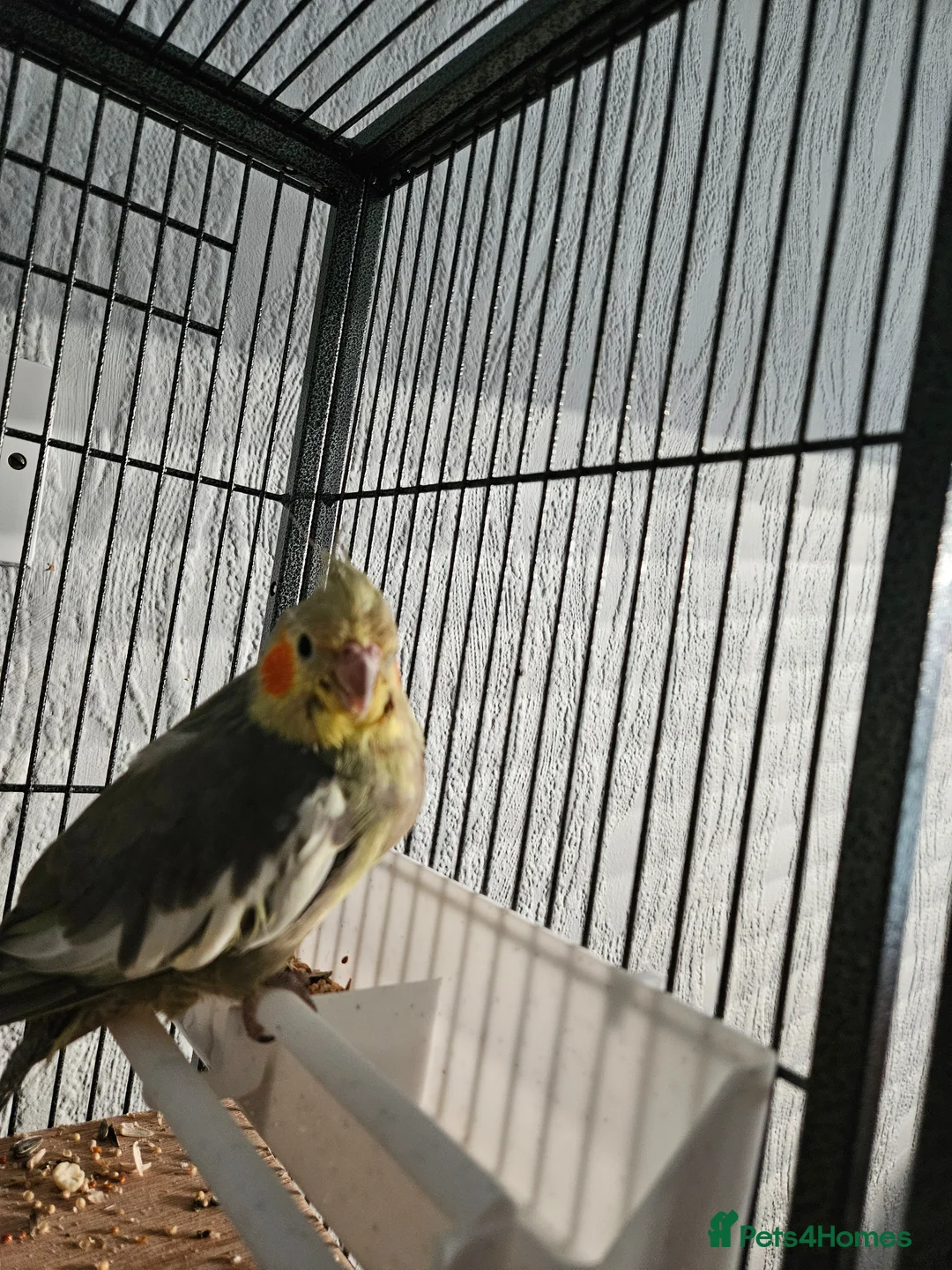 Cockatiels birds for sale: Female Cockatiel  in Consett - Advert 2