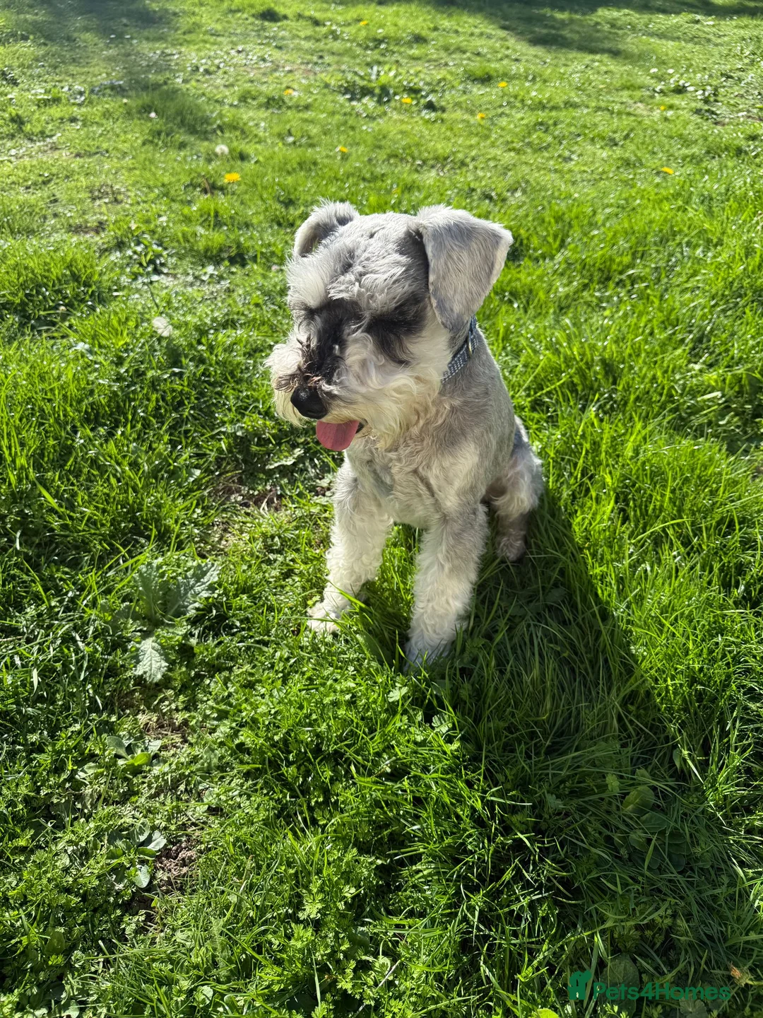 Miniature Schnauzer dogs for stud: BUDDY & HARRY  - Advert 4