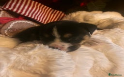 Mixed Breed dogs for sale: Bullimute - Advert 9