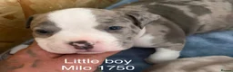American Bully dogs for sale: Our Pocket Bully puppies  - Advert 2