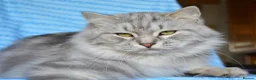 Siberian cats for sale: Retiring show cats in Billericay - Advert 9