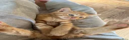 Mixed Breed cats for sale: Mixed breed kittens - family home - Advert 6