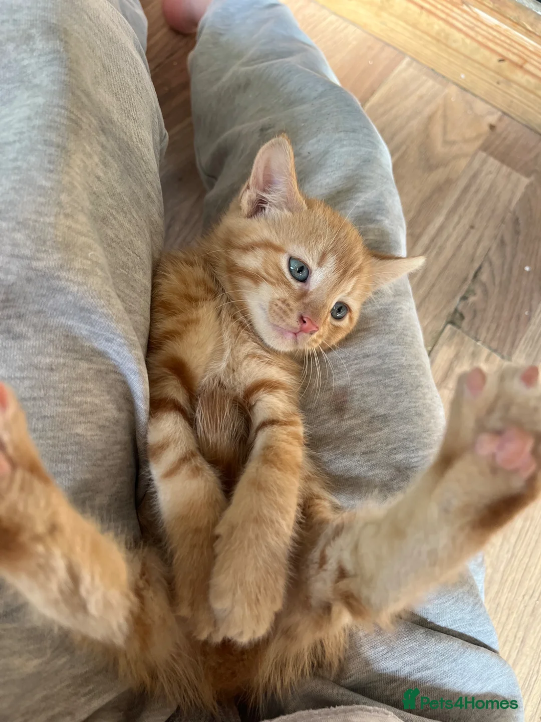 Mixed Breed cats for sale: Mixed breed kittens - family home - Advert 6