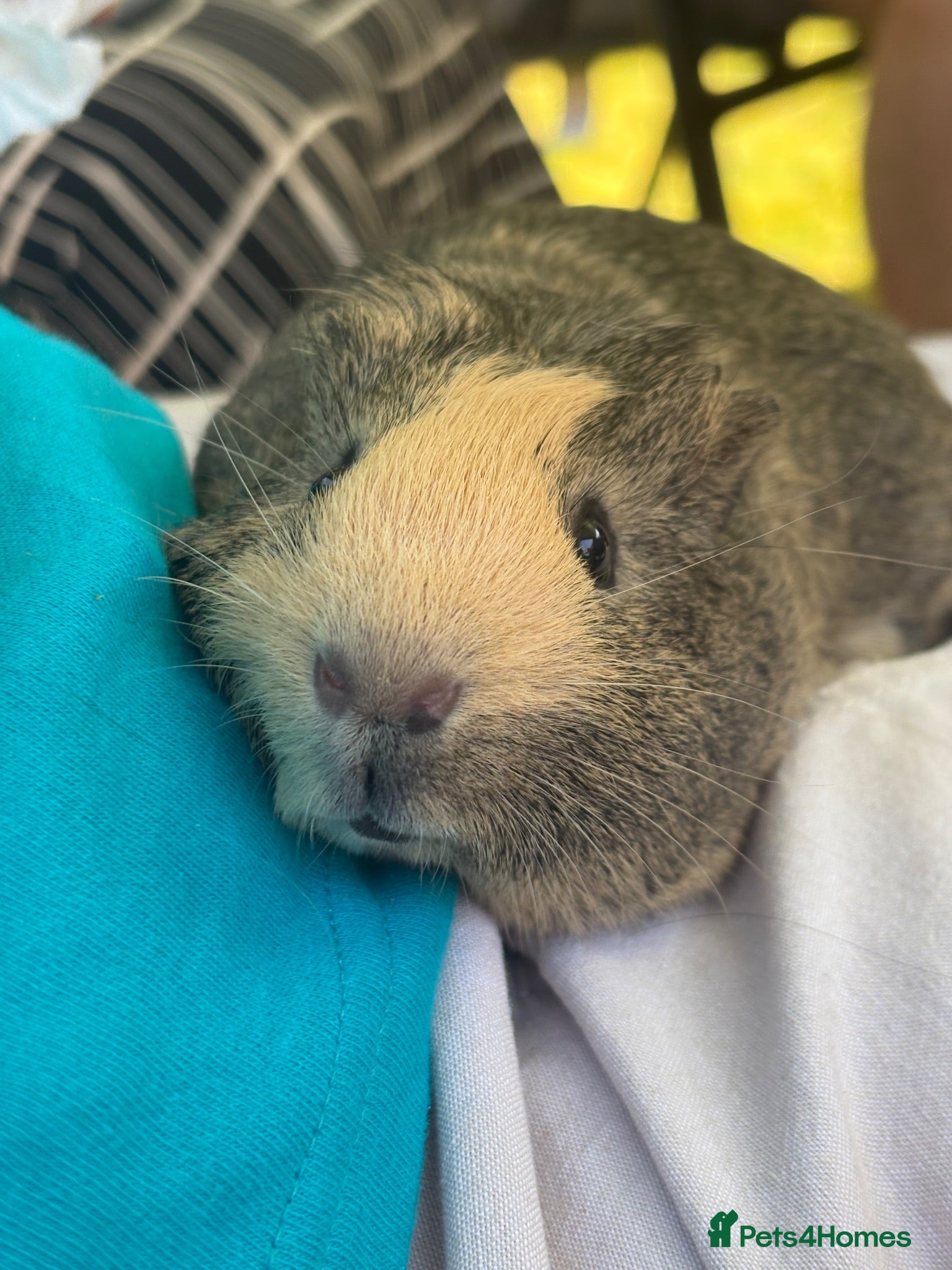 Guinea Pig rodents guinea pig looking for loving home  - Advert 18