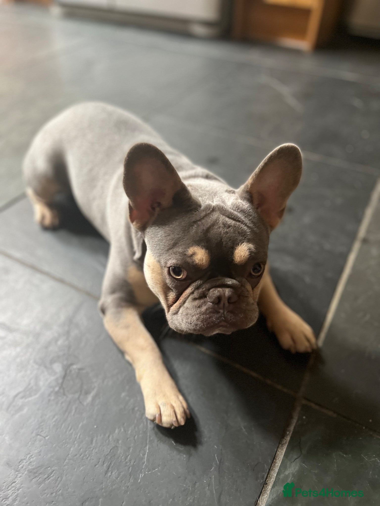 French Bulldog dogs 5 year old male French bulldog for re homing  - Advert 6