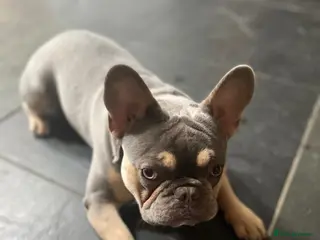French Bulldog dogs 5 year old male French bulldog for re homing - Advert 6