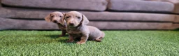 Miniature Dachshund dogs for sale: MINIATURE DACHSHUNDS PUPPIES  - Advert 14