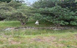 Labrador Retriever dogs for sale: Part trained 14 month old male male amazing pet  - Image 2