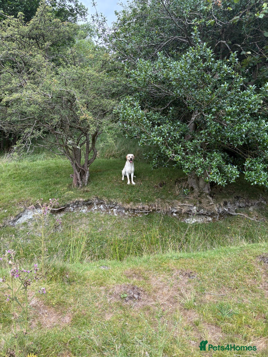 Labrador Retriever dogs for sale: Part trained 14 month old male male amazing pet  - Image 2