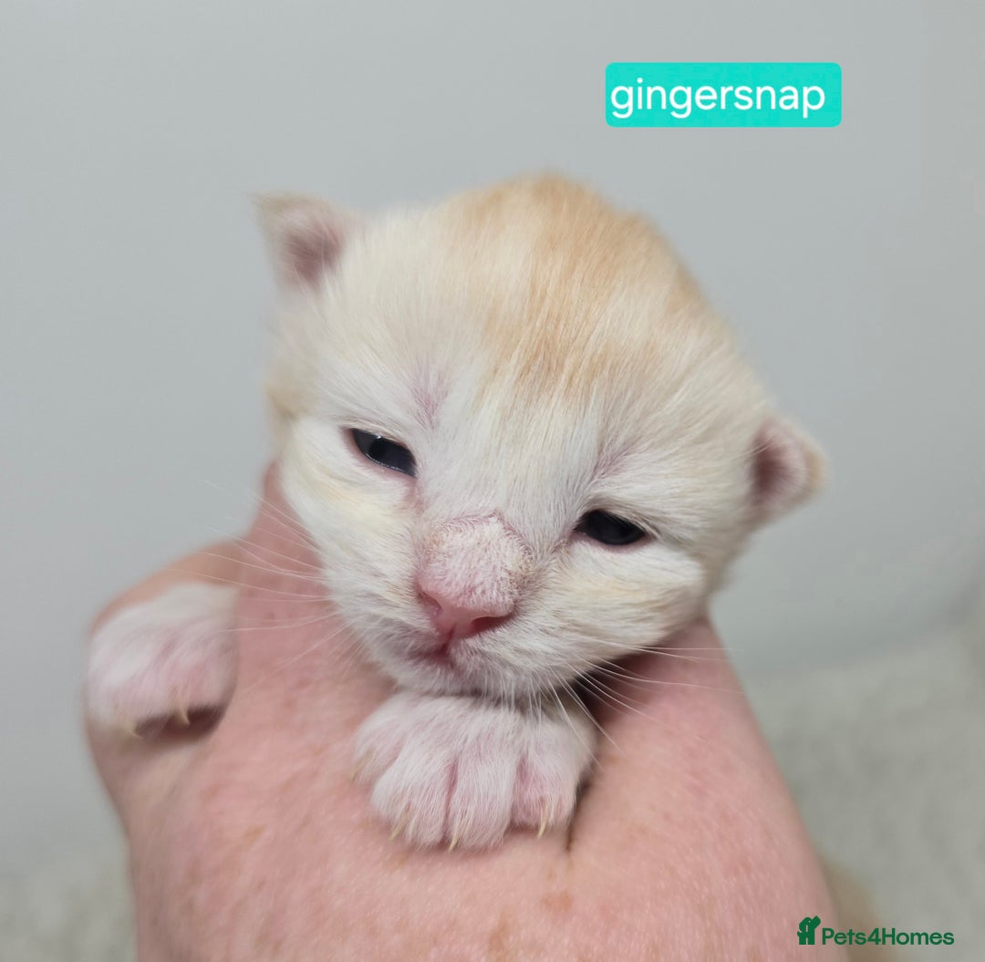 Maine Coon cats for sale: Chunky TICA registered Maine Coon Kittens - Advert 14