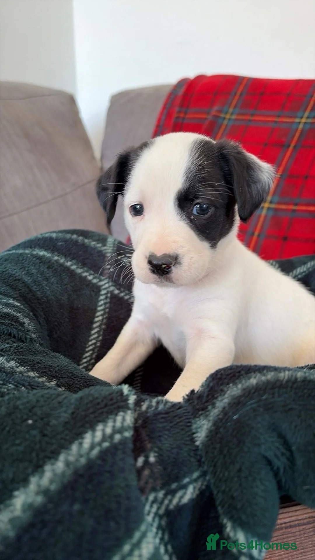 Mixed Breed dogs for sale: Beautiful springer spaniel x collie whippet grey  - Advert 2