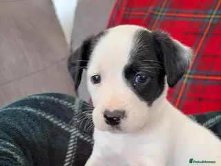 Mixed Breed dogs 🏡Beautiful springer spaniel x collie whippet grey - Advert 1