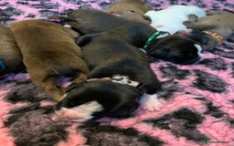 Boxer dogs for sale: KC registered Boxer Puppies - Image 22