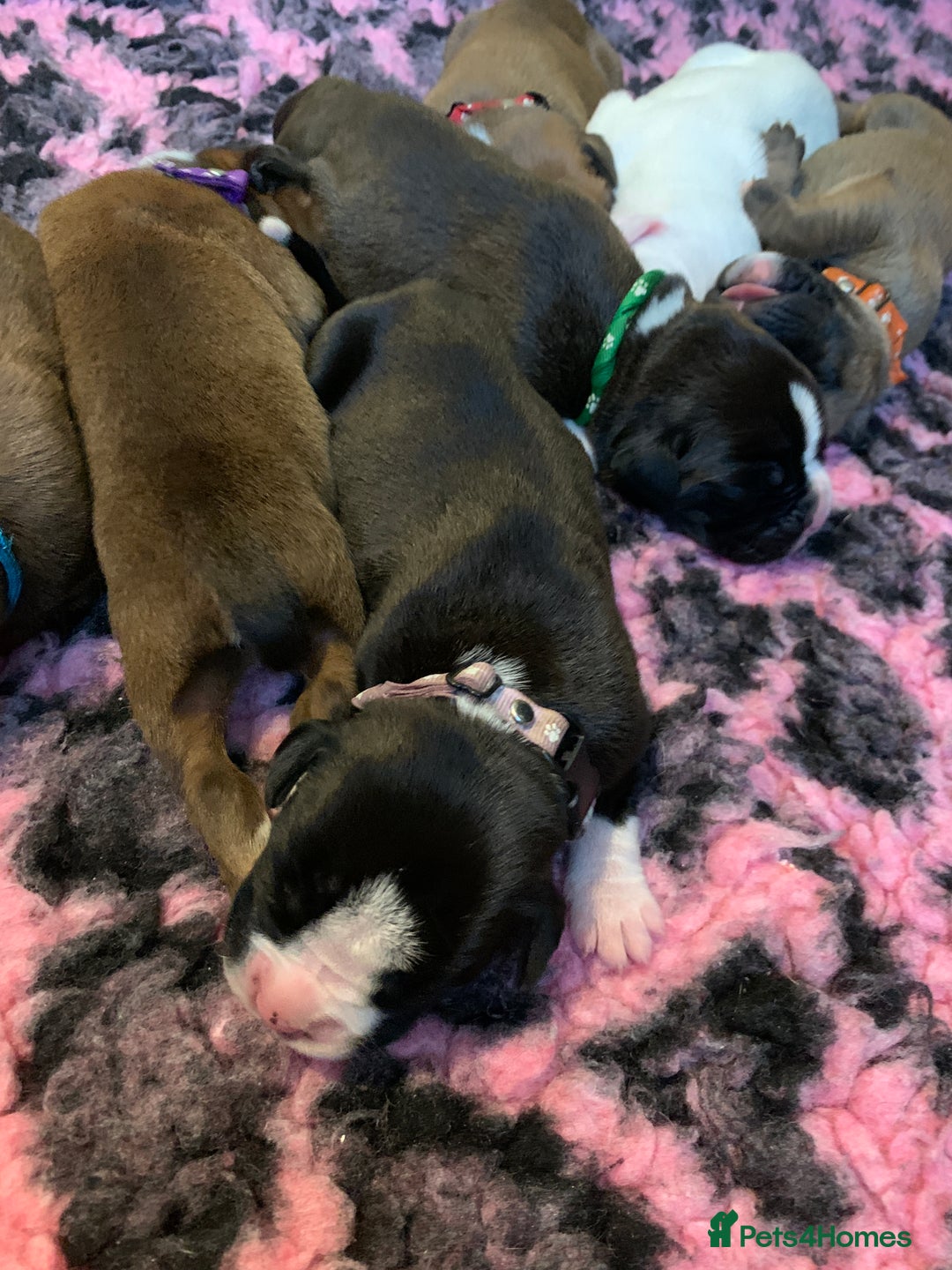 Boxer dogs for sale: KC registered Boxer Puppies - Image 22